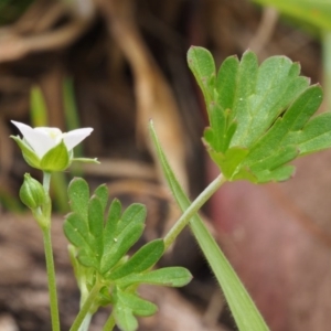 Geranium solanderi var. solanderi at Tennent, ACT - 22 Nov 2015 12:11 PM