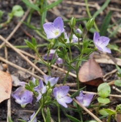 Veronica gracilis (Slender Speedwell) at Namadgi National Park - 22 Nov 2015 by KenT