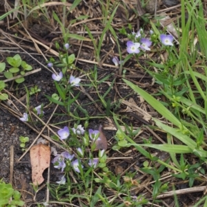 Veronica gracilis at Tennent, ACT - 22 Nov 2015