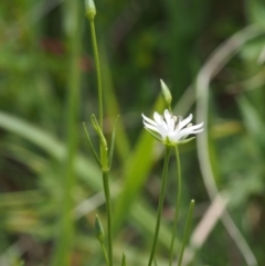 Stellaria angustifolia (Swamp Starwort) at Tennent, ACT - 22 Nov 2015 by KenT