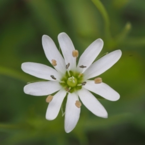 Stellaria angustifolia at Tennent, ACT - 22 Nov 2015 12:55 PM