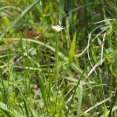 Stellaria angustifolia at Tennent, ACT - 22 Nov 2015