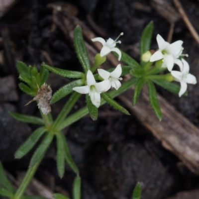 Asperula conferta (Common Woodruff) at Namadgi National Park - 22 Nov 2015 by KenT