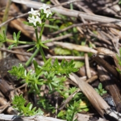 Asperula conferta at Tennent, ACT - 22 Nov 2015