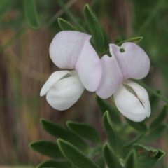 Lotus australis (Austral Trefoil) at Tennent, ACT - 22 Nov 2015 by KenT