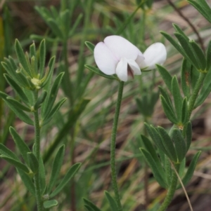 Lotus australis at Tennent, ACT - 22 Nov 2015