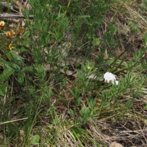 Lotus australis at Tennent, ACT - 22 Nov 2015