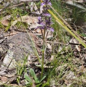 Ajuga australis at Tennent, ACT - 22 Nov 2015 01:45 PM