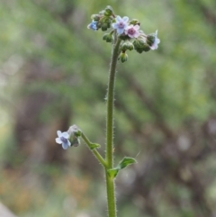 Cynoglossum australe (Australian Forget-me-not) at Namadgi National Park - 22 Nov 2015 by KenT