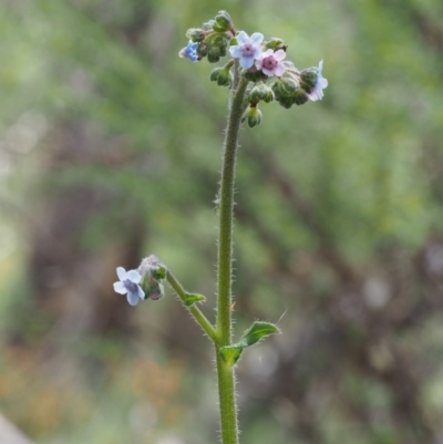 Cynoglossum australe (Australian Forget-me-not) at Tennent, ACT - 22 Nov 2015 by KenT