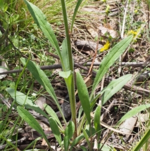 Cynoglossum australe at Tennent, ACT - 22 Nov 2015