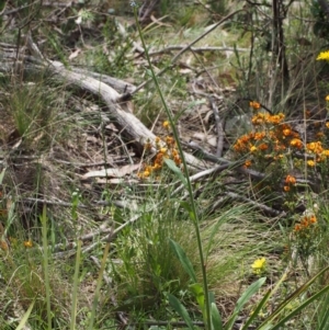 Cynoglossum australe at Tennent, ACT - 22 Nov 2015