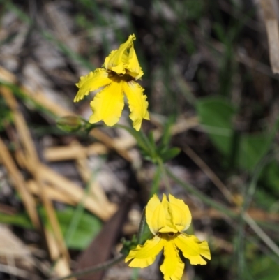 Goodenia paradoxa (Spur Goodenia) at Tennent, ACT - 22 Nov 2015 by KenT