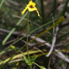 Goodenia paradoxa at Tennent, ACT - 22 Nov 2015