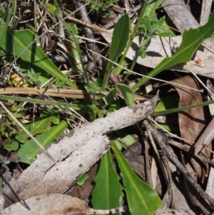 Goodenia paradoxa at Tennent, ACT - 22 Nov 2015