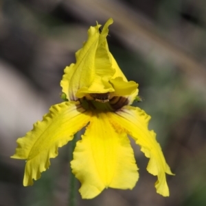 Goodenia paradoxa at Tennent, ACT - 22 Nov 2015