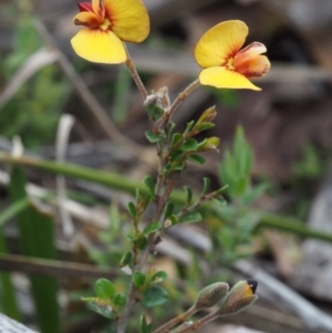 Bossiaea buxifolia at Tennent, ACT - 22 Nov 2015