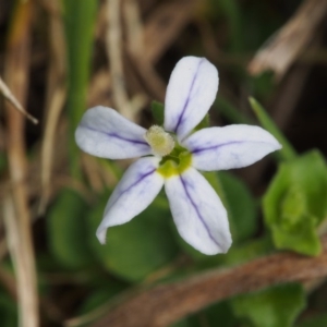 Lobelia pedunculata at Tennent, ACT - 22 Nov 2015