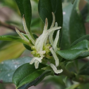 Coprosma hirtella at Tennent, ACT - 22 Nov 2015 03:01 PM