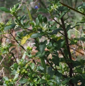 Coprosma hirtella at Tennent, ACT - 22 Nov 2015