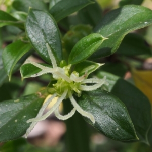 Coprosma hirtella at Tennent, ACT - 22 Nov 2015