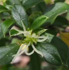 Coprosma hirtella at Tennent, ACT - 22 Nov 2015