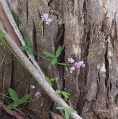 Glycine clandestina (Twining Glycine) at Cotter River, ACT - 3 Dec 2015 by KenT