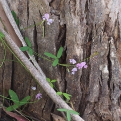 Glycine clandestina (Twining Glycine) at Namadgi National Park - 2 Dec 2015 by KenT