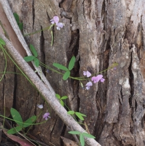 Glycine clandestina at Cotter River, ACT - 3 Dec 2015