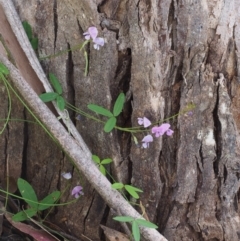 Glycine clandestina (Twining Glycine) at Cotter River, ACT - 2 Dec 2015 by KenT