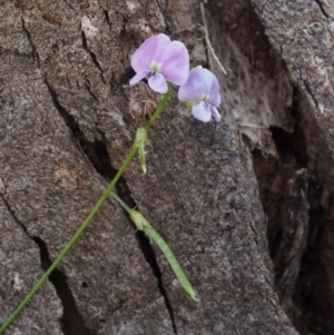 Glycine clandestina at Cotter River, ACT - 3 Dec 2015