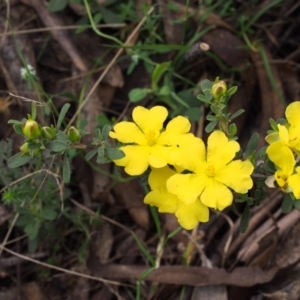 Hibbertia obtusifolia at Cotter River, ACT - 3 Dec 2015