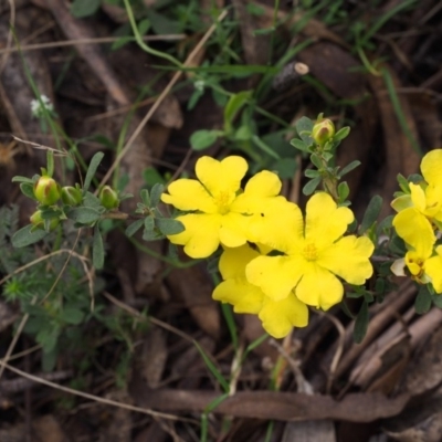 Hibbertia obtusifolia (Grey Guinea-flower) at Cotter River, ACT - 2 Dec 2015 by KenT