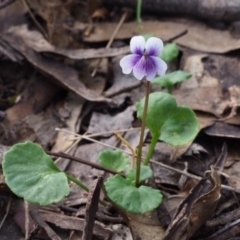 Viola hederacea (Ivy-leaved Violet) at Cotter River, ACT - 2 Dec 2015 by KenT