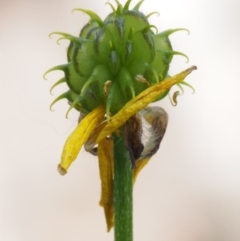 Ranunculus scapiger at Cotter River, ACT - 3 Dec 2015 by KenT