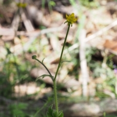 Ranunculus scapiger at Cotter River, ACT - 3 Dec 2015 10:03 AM