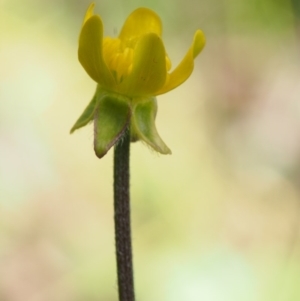 Ranunculus scapiger at Cotter River, ACT - 3 Dec 2015 10:03 AM