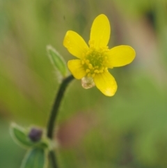 Ranunculus scapiger at Cotter River, ACT - 3 Dec 2015