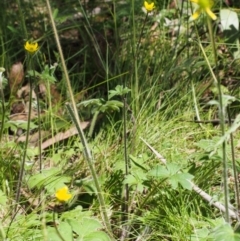 Ranunculus scapiger at Cotter River, ACT - 3 Dec 2015