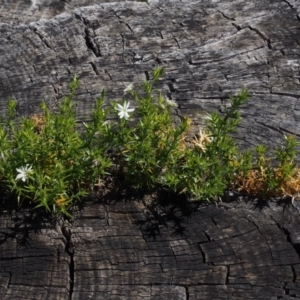 Stellaria pungens at Bimberi, NSW - 3 Dec 2015