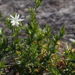 Stellaria pungens at Bimberi, NSW - 3 Dec 2015 11:19 AM