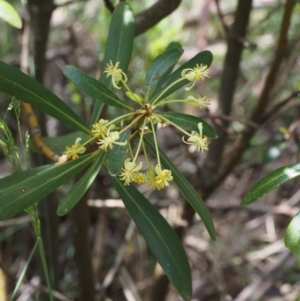 Tasmannia lanceolata at Cotter River, ACT - 3 Dec 2015 11:51 AM