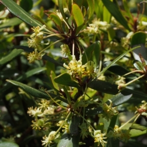 Tasmannia lanceolata at Cotter River, ACT - 3 Dec 2015