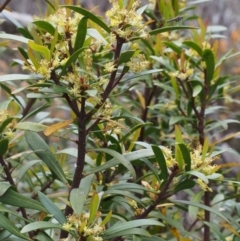 Tasmannia lanceolata at Cotter River, ACT - 3 Dec 2015 11:51 AM