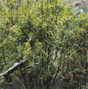 Tasmannia lanceolata at Cotter River, ACT - 3 Dec 2015