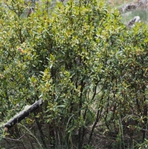 Tasmannia lanceolata at Cotter River, ACT - 3 Dec 2015 11:51 AM