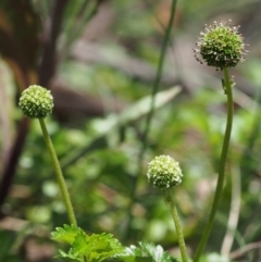 Acaena novae-zelandiae (Bidgee Widgee) at Namadgi National Park - 3 Dec 2015 by KenT