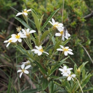 Olearia erubescens at Cotter River, ACT - 3 Dec 2015 12:33 PM