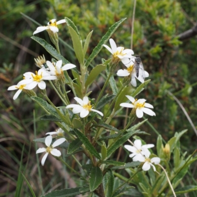 Olearia erubescens (Silky Daisybush) at Cotter River, ACT - 3 Dec 2015 by KenT