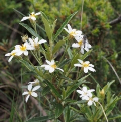 Olearia erubescens (Silky Daisybush) at Cotter River, ACT - 3 Dec 2015 by KenT